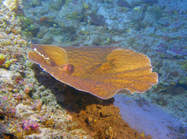 A colony of Leptoseris hawaiiensis at 315 feet in the Au’au Channel Hawaii. Credit: UH SOEST HURL.