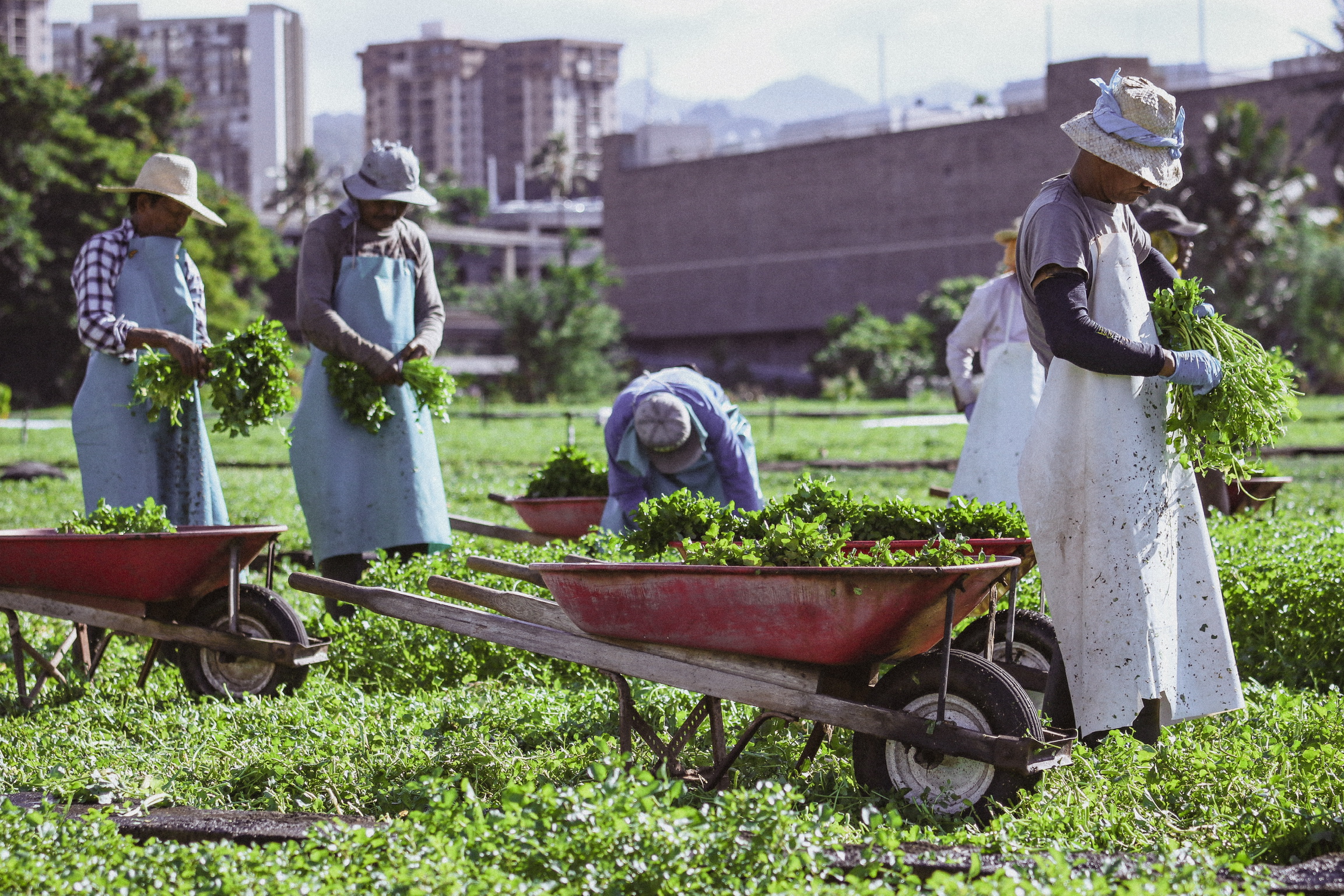 Sumida Farm employees hand plant, harvest, and prepare watercress for market in much the same way they have for more than 90 years. Buildings of urban Honolulu in background