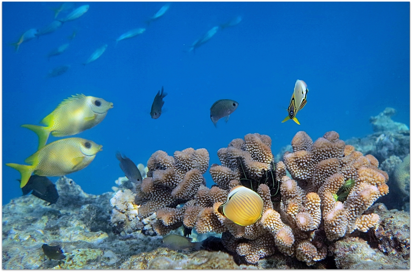 Yellow fishes swim near coral reef in foreground, smaller fish in background