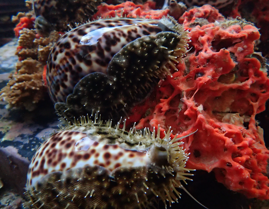 Hawaiian tiger cowries feeding on the Orange keyhole sponge (Mycale grandis). Photo credit: Leon Weaver
