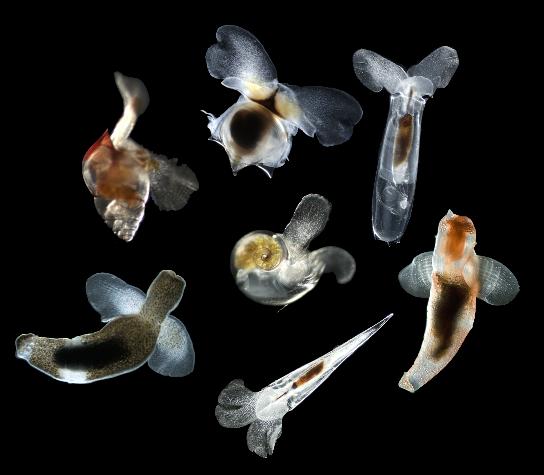 Several species of planktonic gastropods, including five sea butterflies (shelled) and two sea angels (naked). Some translucent portions of the bodies are apparent against a black background.