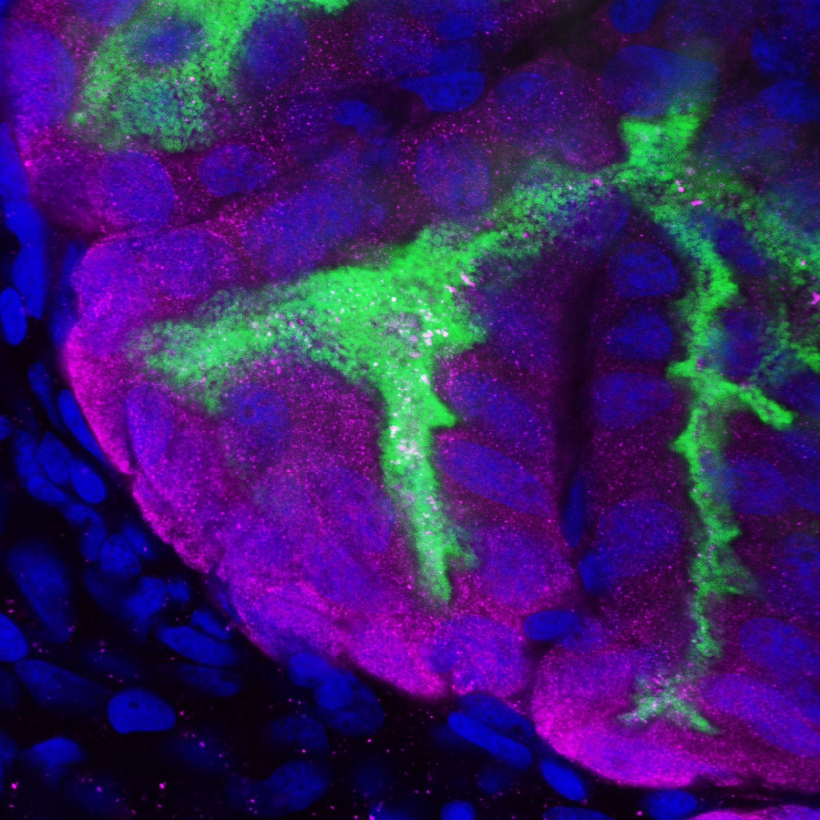 A 63x magnification image showing the 4-week-old light organ during the day showing EsMIF (magenta) surrounding the crypt spaces. Host DNA is colored blue and the bacteria are colored green.