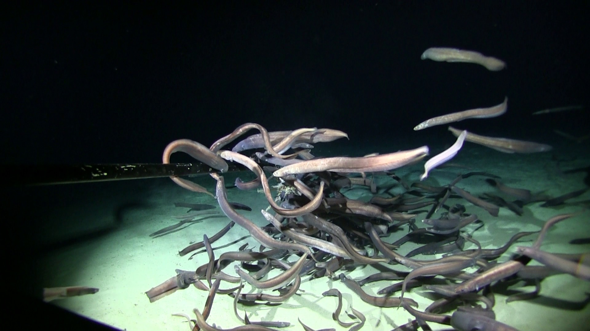 Cutthroat eels (Ilyophis arx, Family Synaphobranchidae) swarming at a small bait package deployed on the summit of an unnamed abyssal seamount in the southwestern Clarion Clipperton Zone at a depth of 3083 m.