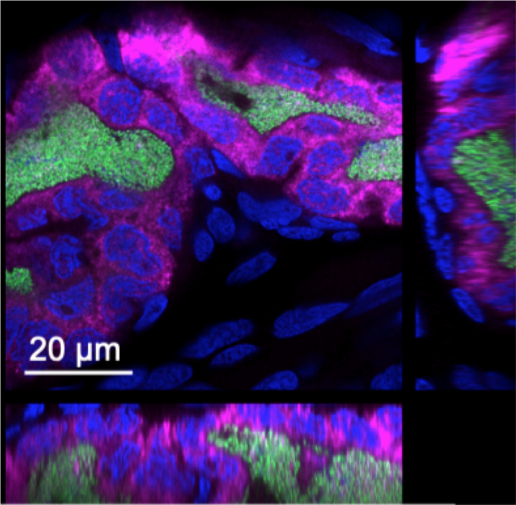 Specific sRNA (pink) surrounds areas where Vibrio (green) reside. Squid cell nuclei indicated in blue.