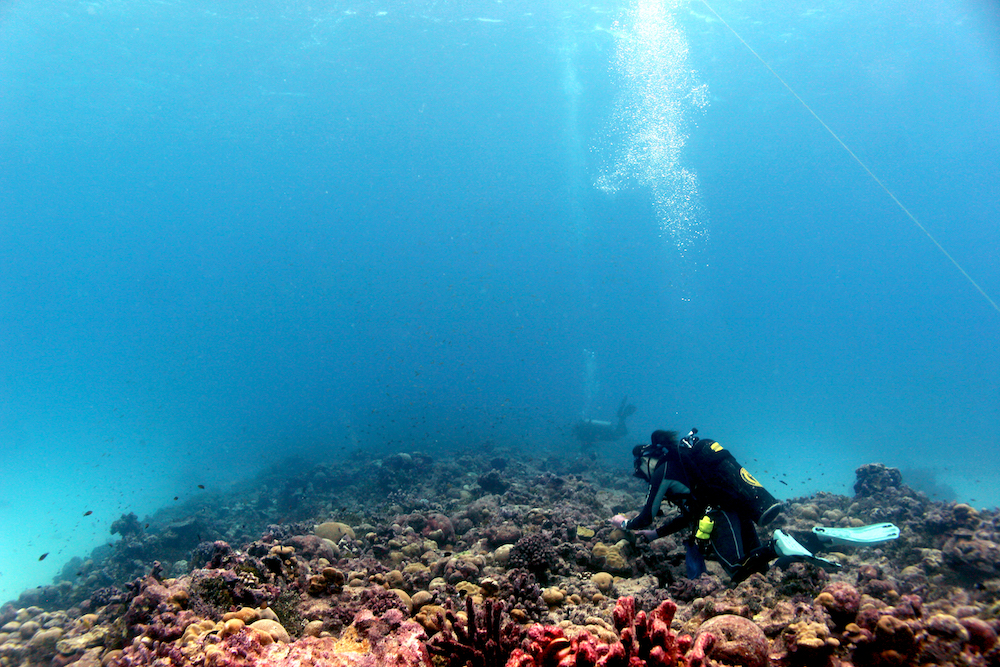Marine biologist Julia Baum sampling Platygyra colonies on Kiritimati, 2019.