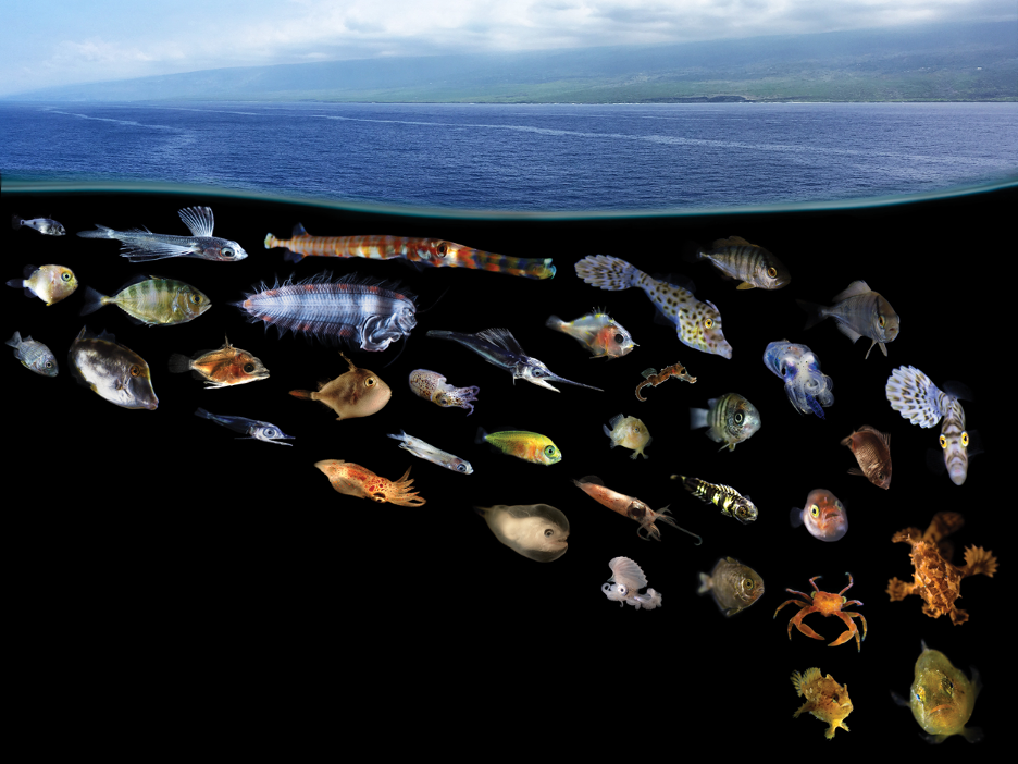 Composite image showing just a small portion of the remarkable diversity of larval and juvenile fishes and invertebrates found living in surface slick nurseries along West Hawaii Island.