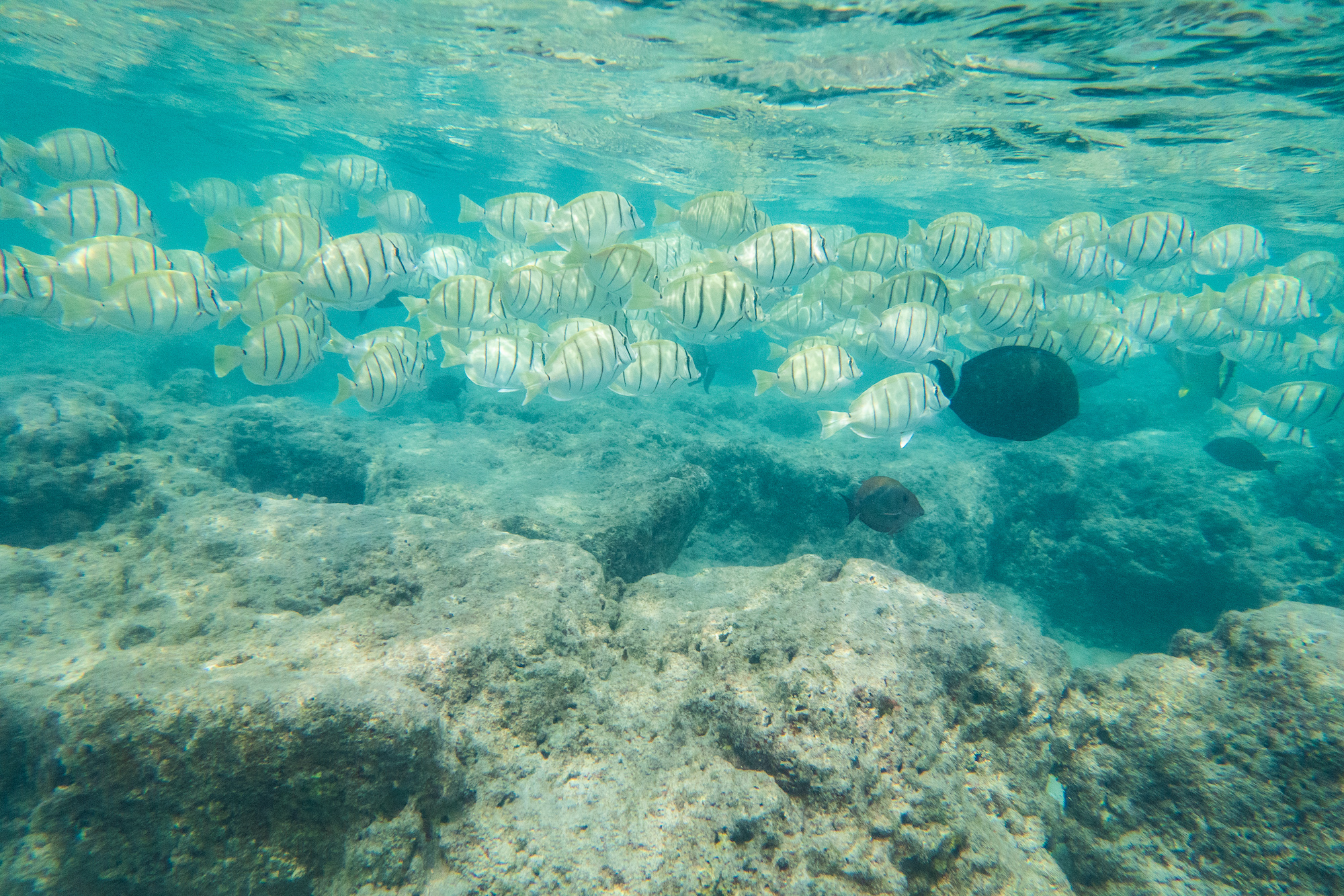 A large school of surgeonfishes swims over a shallow Hawaiian reef.