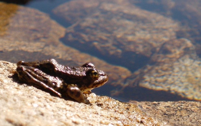 Healthy-looking frog in Sierra Nevada, California.