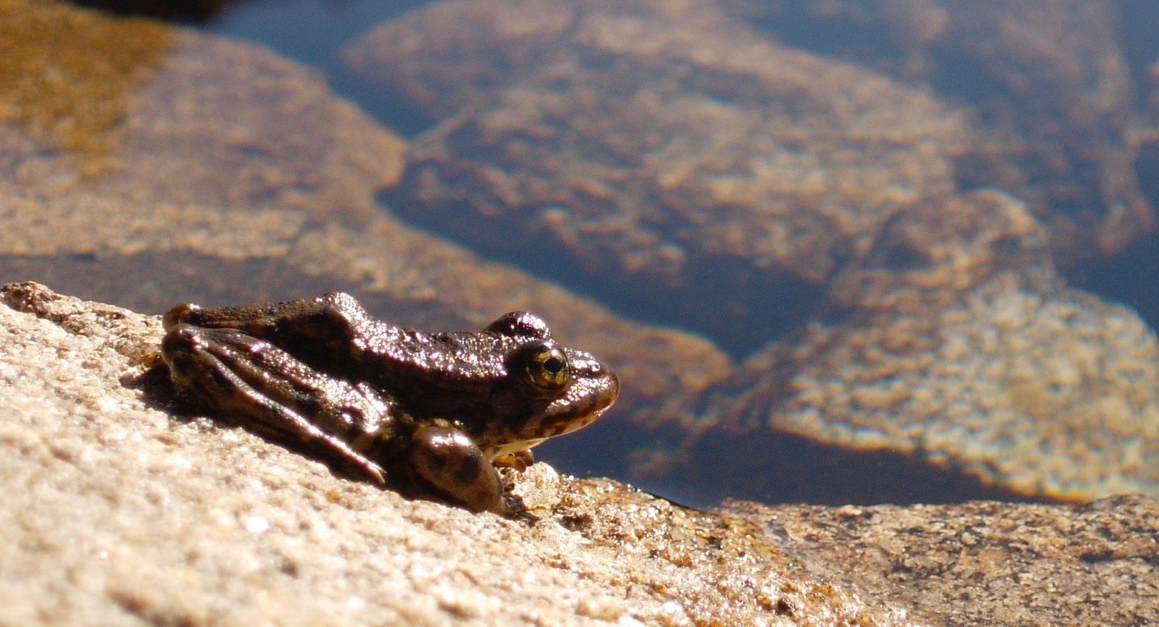 Healthy-looking frog in Sierra Nevada, California.