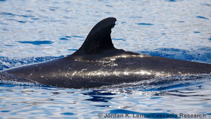 Endangered false killer whale, dorsal fin visible out of the water.