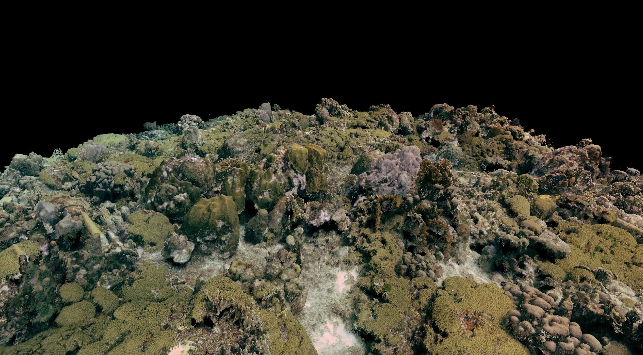 A large-scale, 3D reconstruction of a coral reef using structure from motion (SfM) photogrammetry.