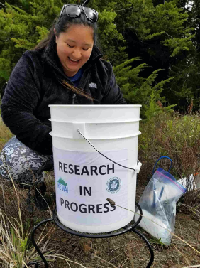 Diamond Tachera sampling a rain collector near the Puʻu Lāʻau cabin on Mauna Kea.