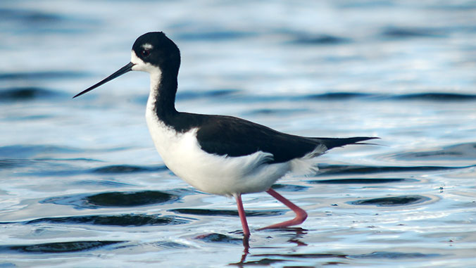 Ae'o waterbird