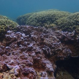 Hawaiian blue rice coral next to brown coral