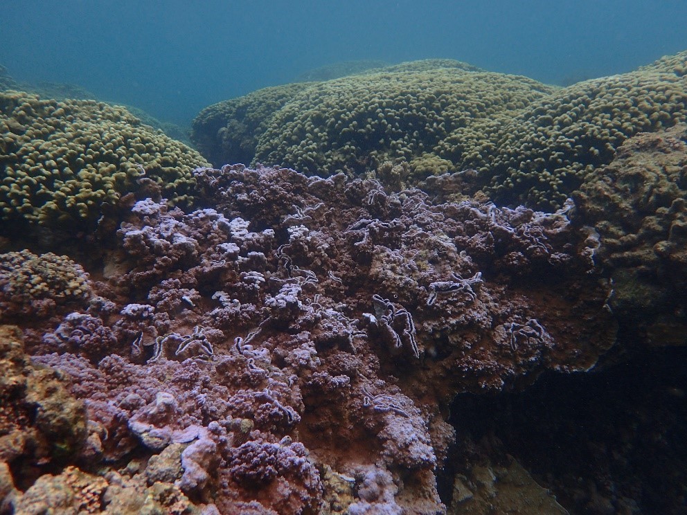 Hawaiian blue rice coral next to brown coral