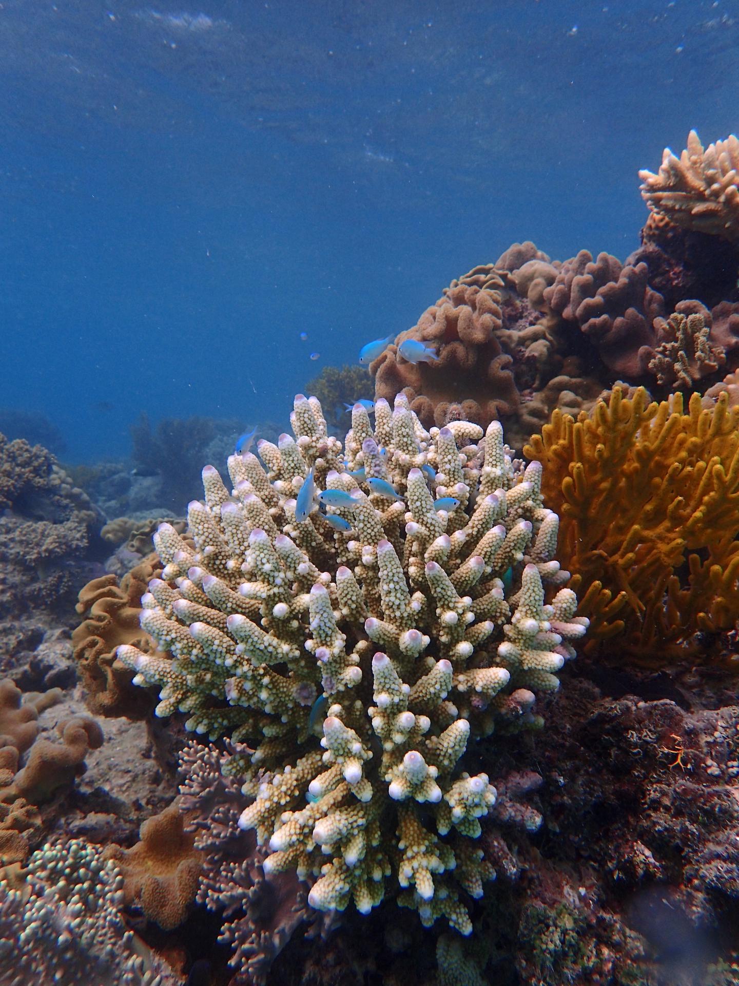 Fish on a coral reef.