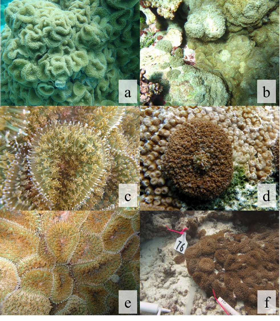 Images of corallimorphs around Palmyra Atoll.