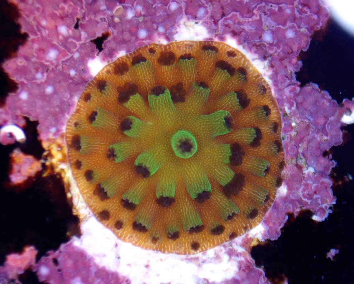 Small fragment of the endangered Caribbean elkhorn coral grown from cryopreserved sperm.