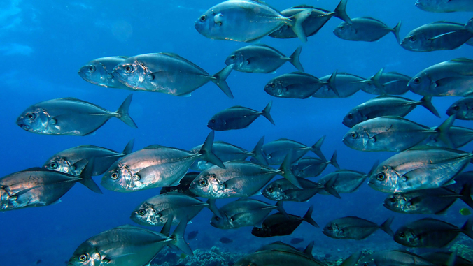 Barred ulua in the Molokini marine protected area off Maui