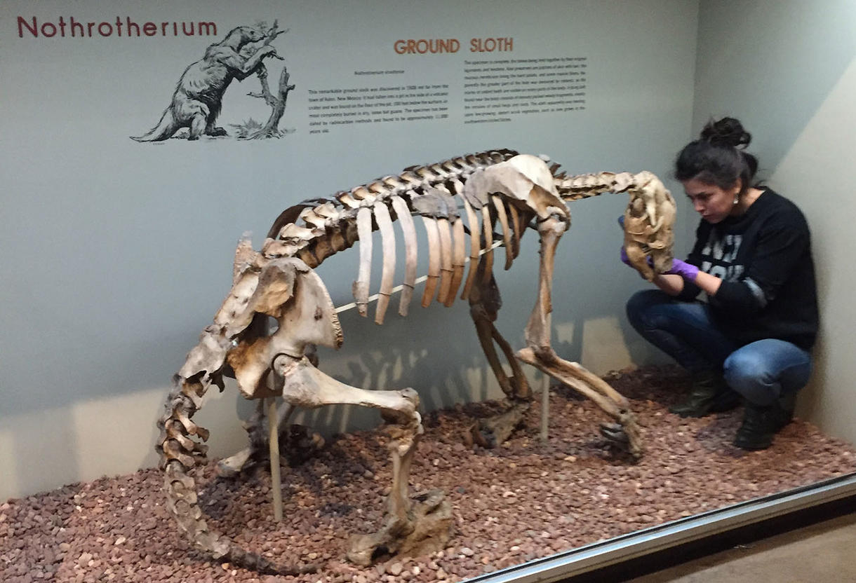 Julia Tejada sampling a specimen of the North American ground sloth Nothrotheriops shastensis on display at the Yale Peabody Museum.