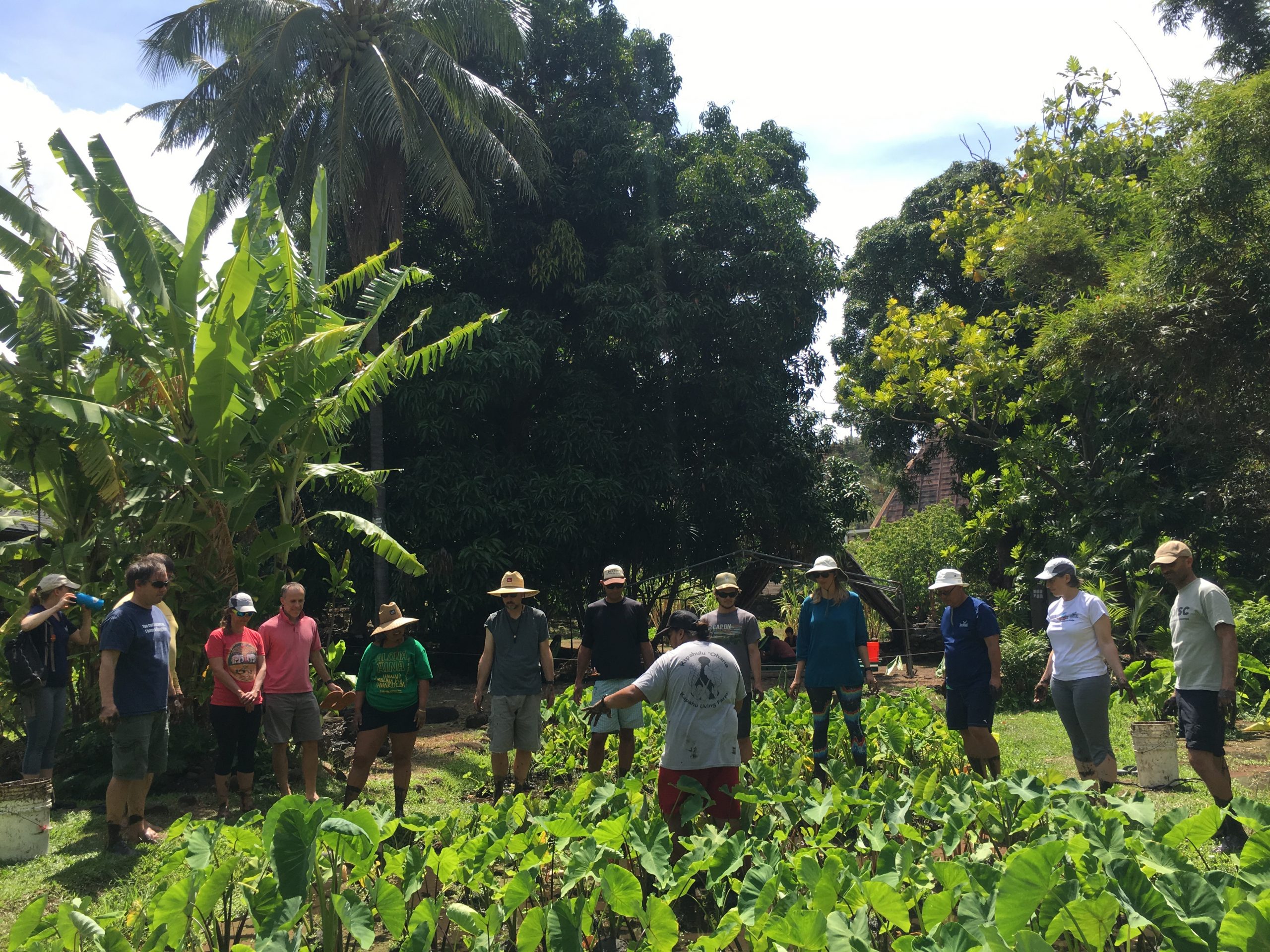 University of Hawaiʻi faculty participate in collaborative restoration work at Ka Papa Loʻi O Kānewai as part of a Kūlana Noiʻi training