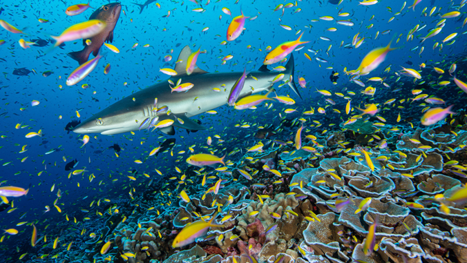Marine life in ocean wilderness areas
