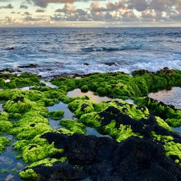 Hawaiian coasts can have abundances of highly-prized, native limu, or macroalgae. This favorite site has a ready supply of limu palahalaha, or Ulva lactuca, as a reward for limu pickers who trek to this relatively unimpacted Oʻahu coastline