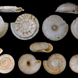 Shells of land snails from Rurutu (Austral Islands, French Polynesia) - recently extinct before they were collected and described scientifically