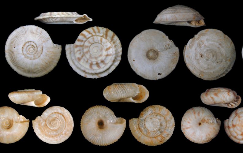 Shells of land snails from Rurutu (Austral Islands, French Polynesia) - recently extinct before they were collected and described scientifically