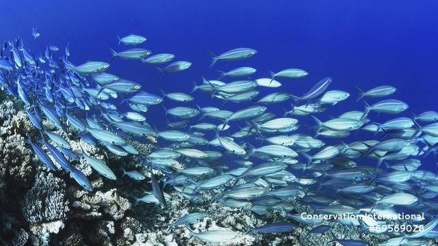 Fish in the Coral Sea.