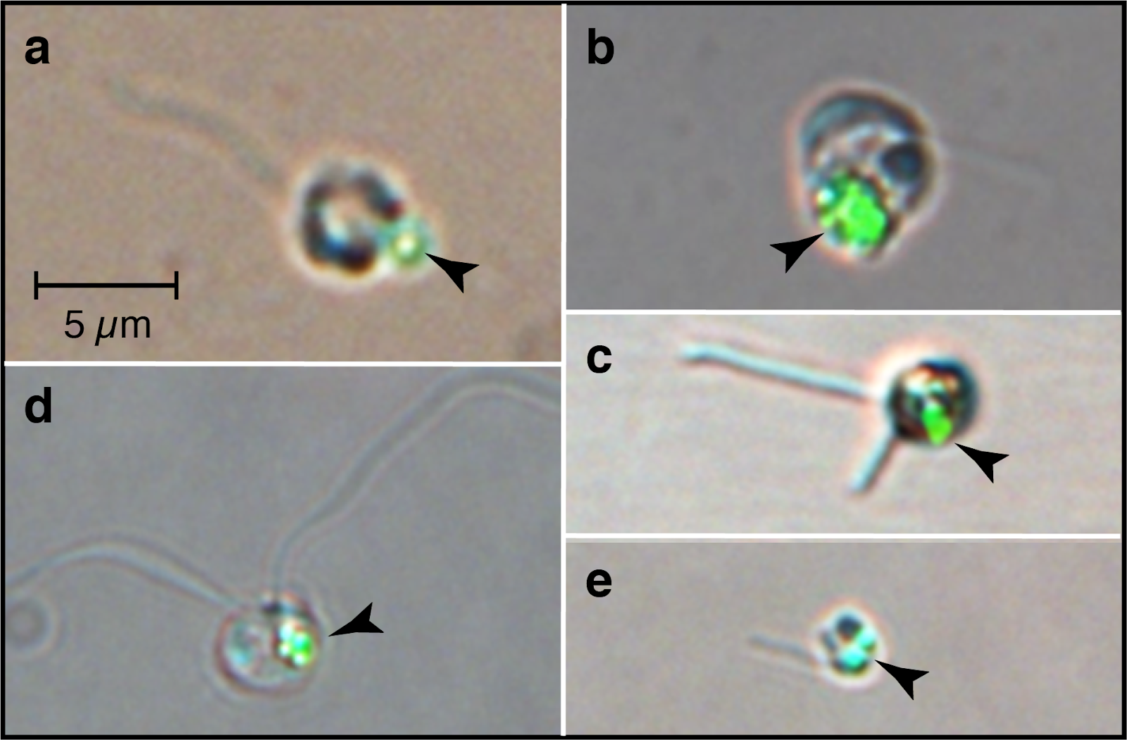 Micrographs illustrating the predatory nature of diverse small phytoplankton isolated from the open ocean. The phytoplankton were grown in culture, then fed either live bacteria or green fluorescent beads. In these images one can see the fluorescent beads (arrowheads) have been eaten and taken inside the cells.