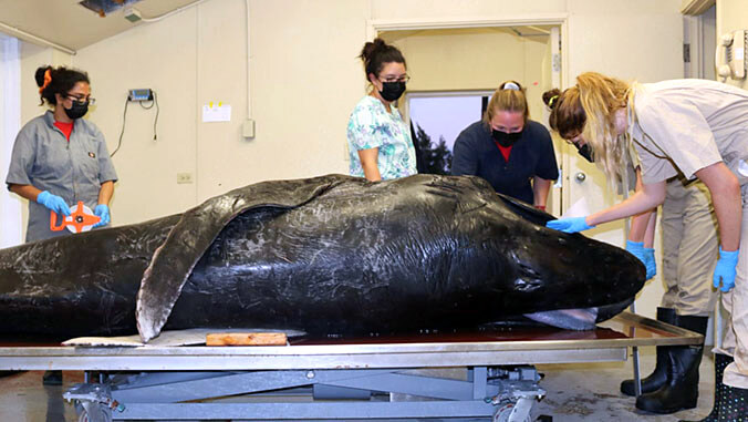 Necropsy of whale calf