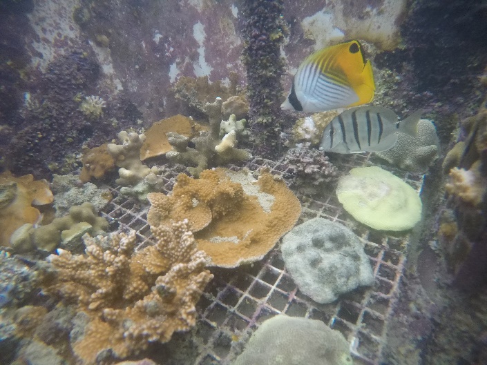 Tank with combined future ocean conditions—warmer and more acidic.