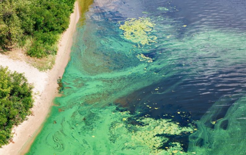 Cyanobacteria, also known as Cyanophyta on water surface. Algal blooms can become a danger to humans and animals.