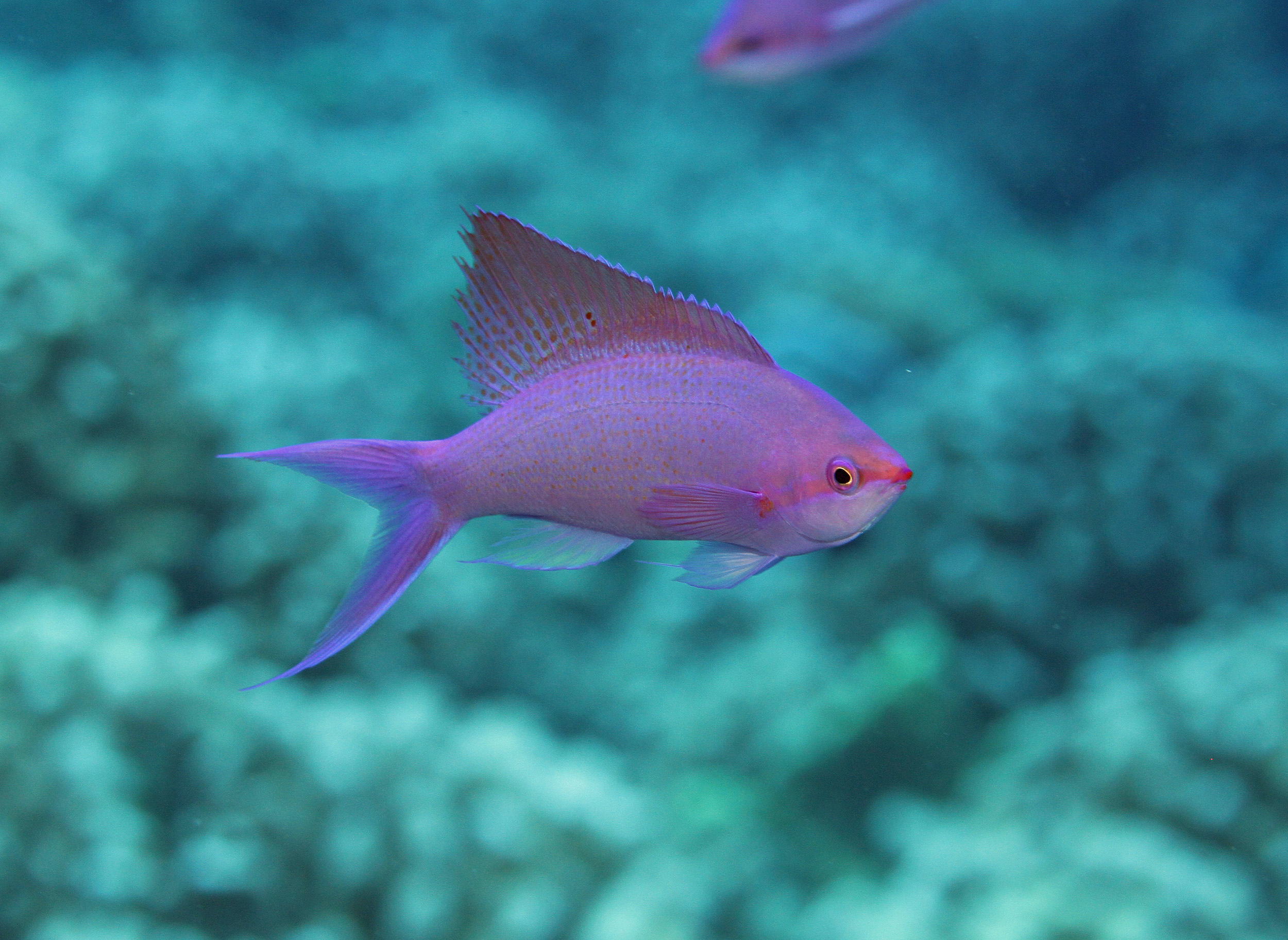 Reef fish in French Polynesia, Moorea.