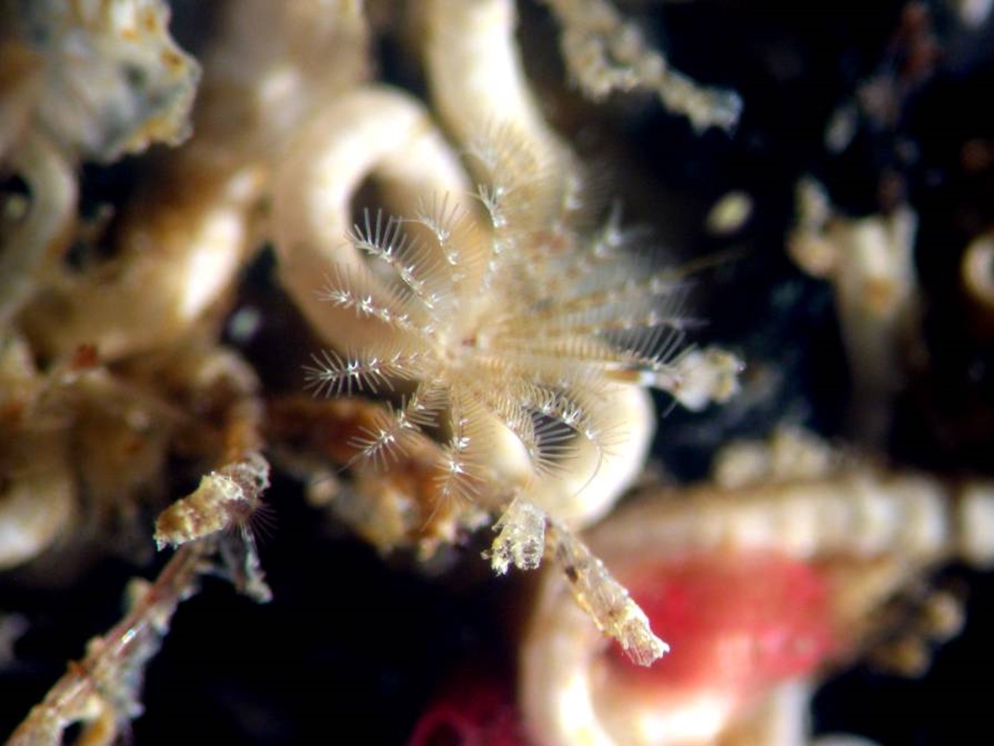 An adult tubeworm, in its tube, with its plume of tentacles extended.