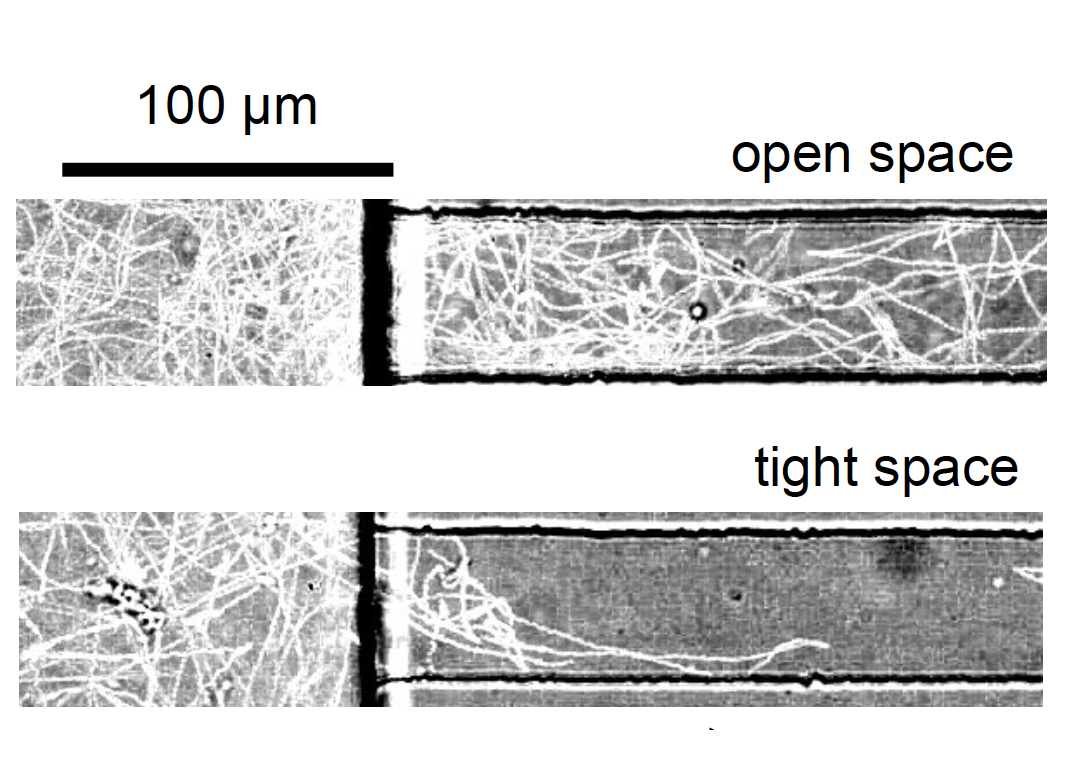 Differences in Vibrio fischeri swimming patterns when in open spaces (meandering paths) or tight spaces (straighter paths).