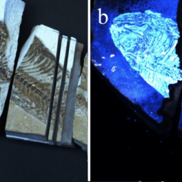 Biofinder detection of biological resides in fish fossil. (a) White light image of a Green River formation fish fossil (b) Fluorescence image of the fish fossil obtained by the Biofinder.