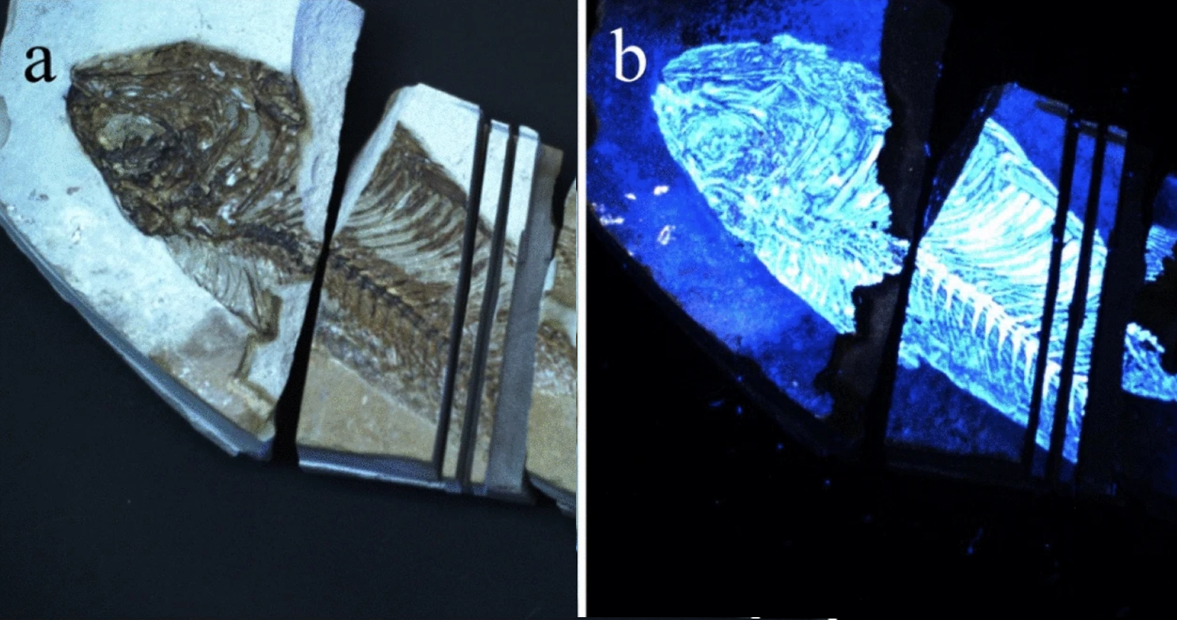 Biofinder detection of biological resides in fish fossil. (a) White light image of a Green River formation fish fossil (b) Fluorescence image of the fish fossil obtained by the Biofinder.