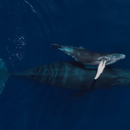 Humpback whale and calf. NMFS permit 21476