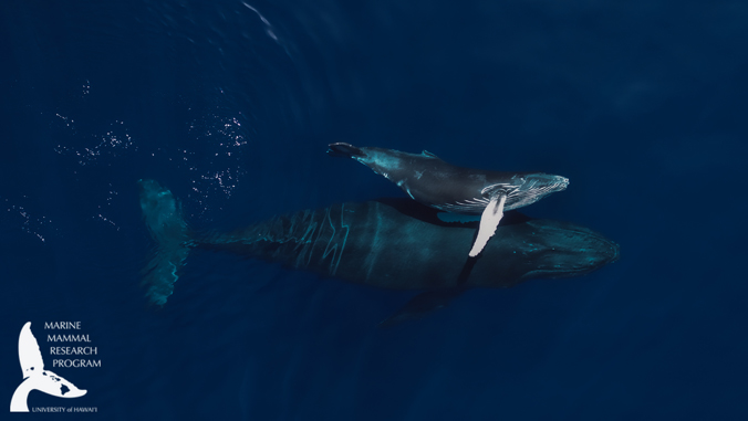 Humpback whale and calf. NMFS permit 21476