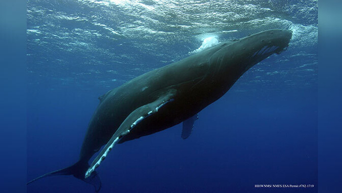 humpback whale near the surface
