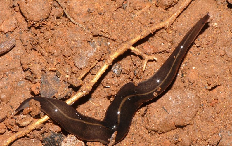 Platydemus manokwari, an introduced flatworm present in Hawai‘i, which can act as a paratenic host of the rat lungworm parasite and that has been implicated in causing rat lungworm disease in Okinawa.