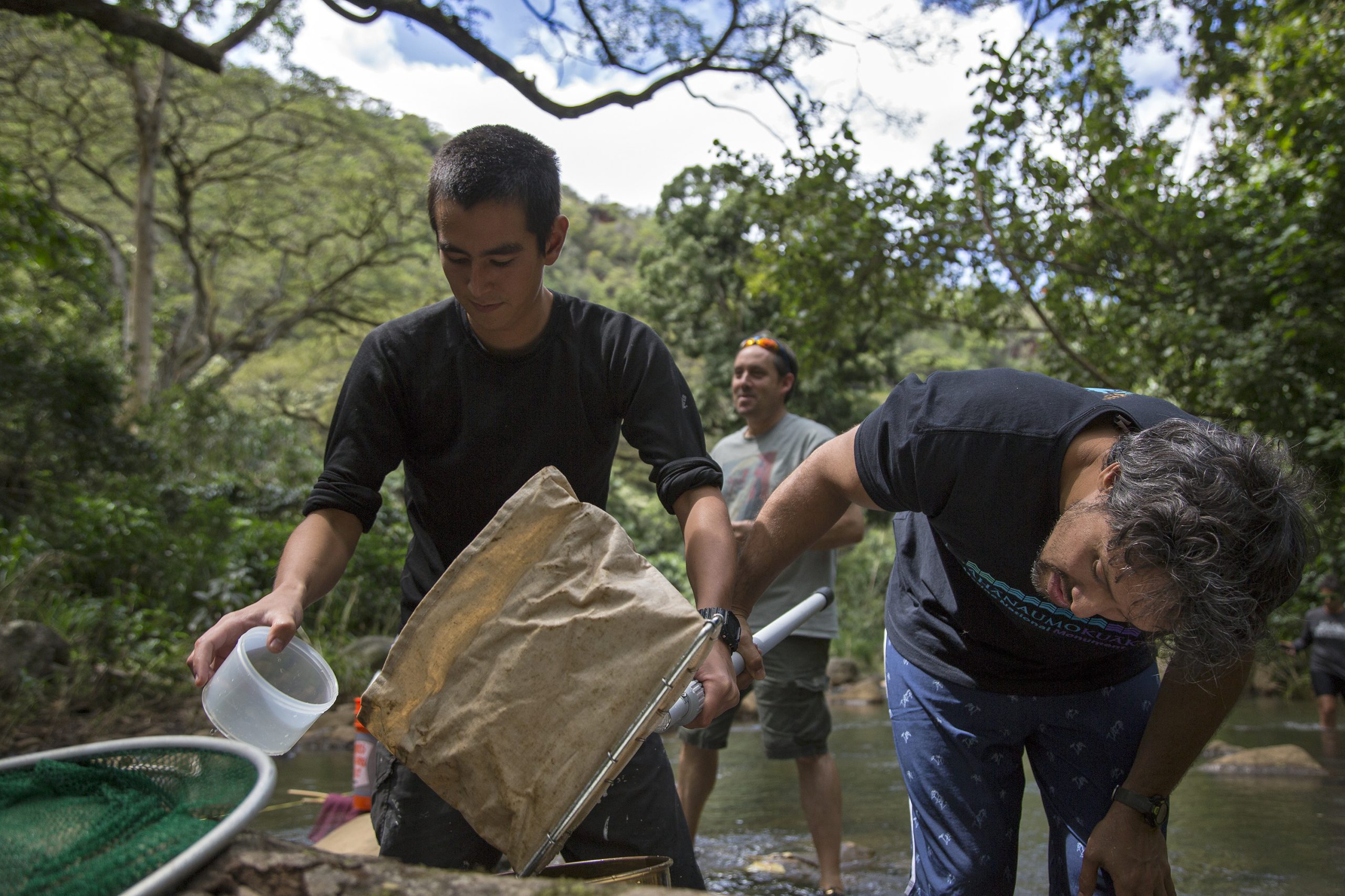 Researchers sample Waimea stream for various species
