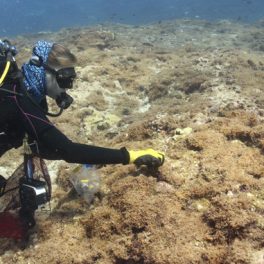 Diver samples the new species of algae at Manawai.