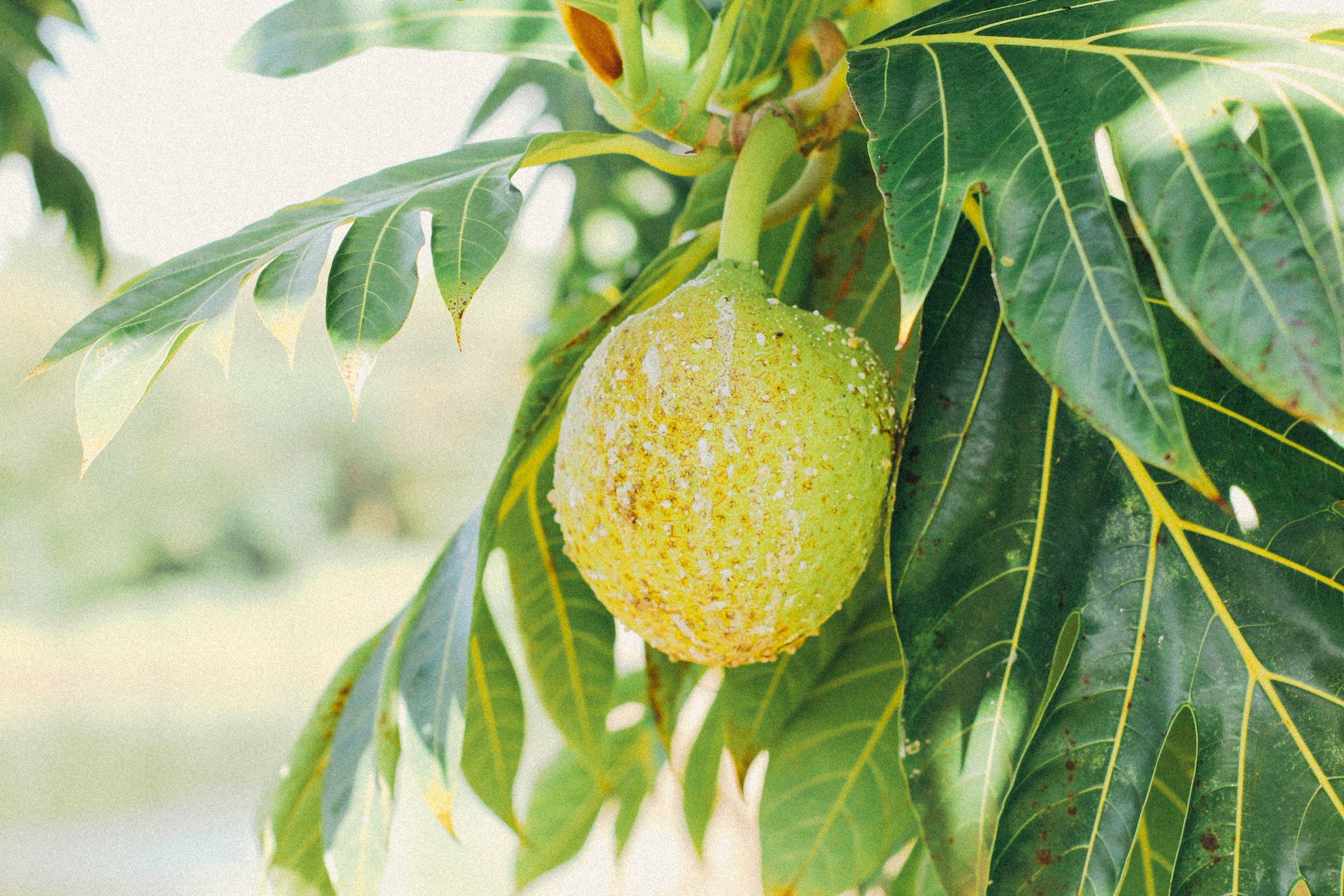 Breadfruit tree with fruit