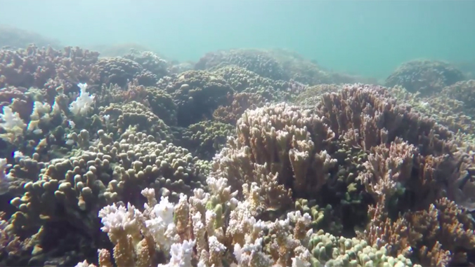 Reef with healthy and bleached coral.