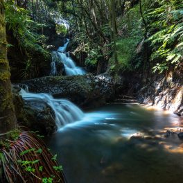 Freshwater stream in Hilo, Hawai‘i.