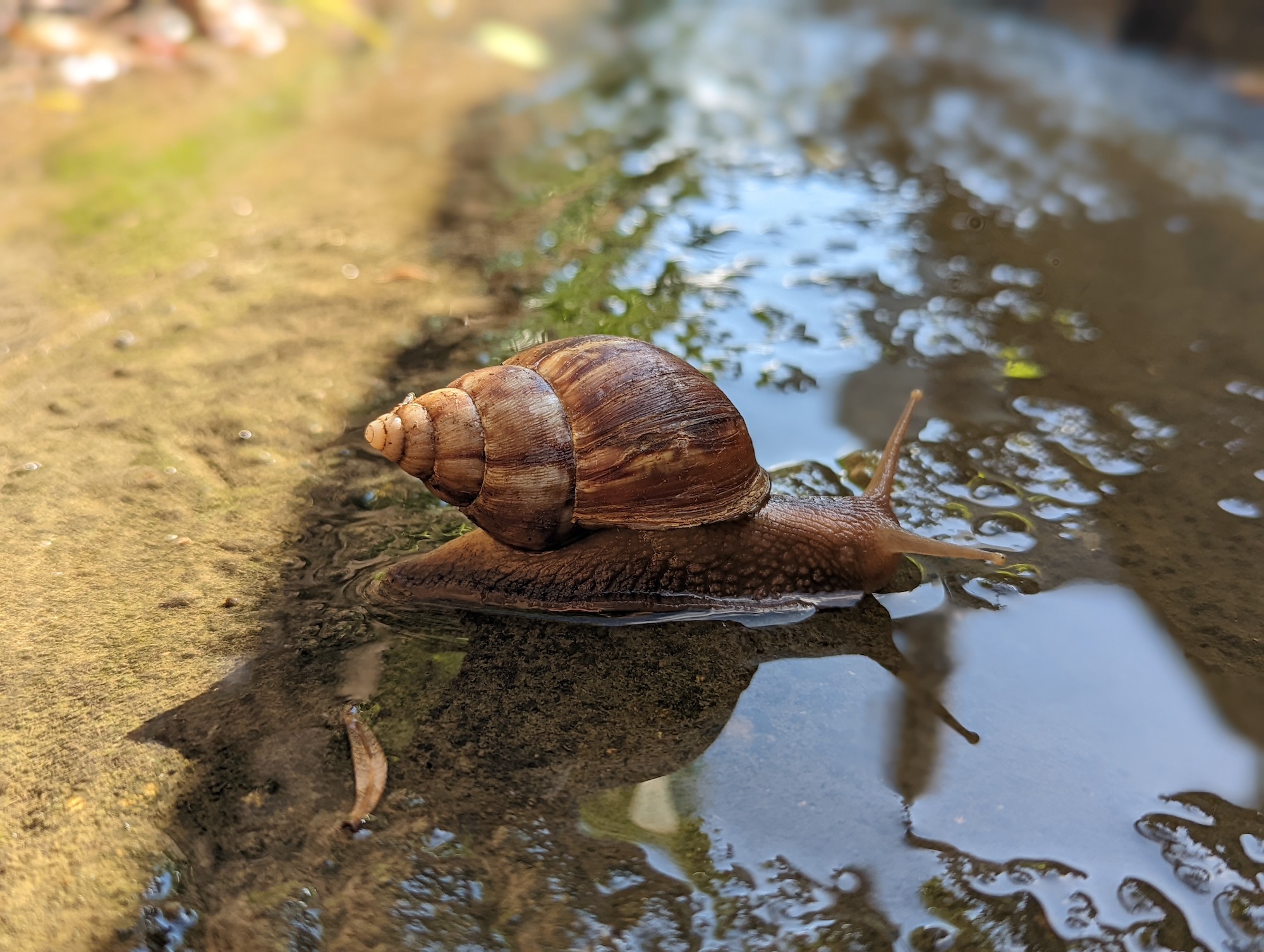 Lissachatina fulica (giant African snail) in Mānoa Valley, Oʻahu