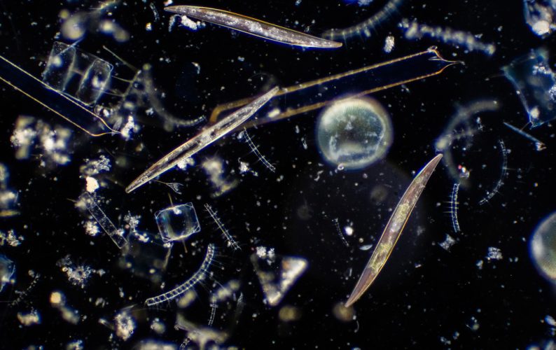 Microscopy image of diatoms, photosynthesizing algae.